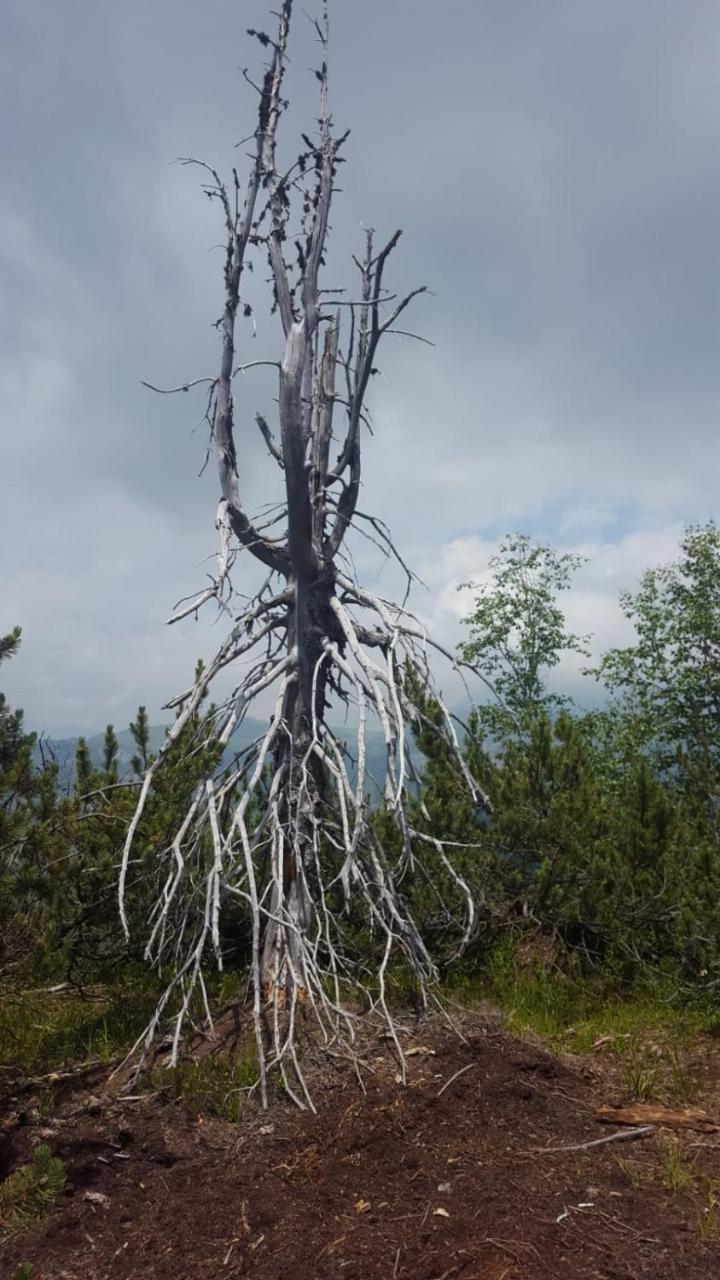 Hotel Garni Al Nardis Карисоло Екстериор снимка